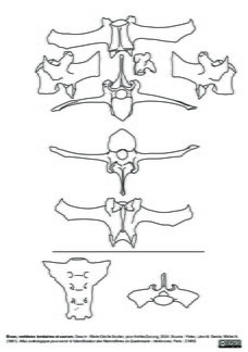 Vertèbres lombaires et sacrum