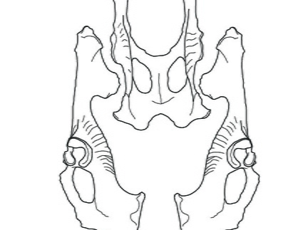 Pelvis (2302 visites) Marie-Cécile Soulier, pour ArchéoZoo.org, 2024. Source : Pales, Léon & Lambert, Charles (1971). A... Pelvis