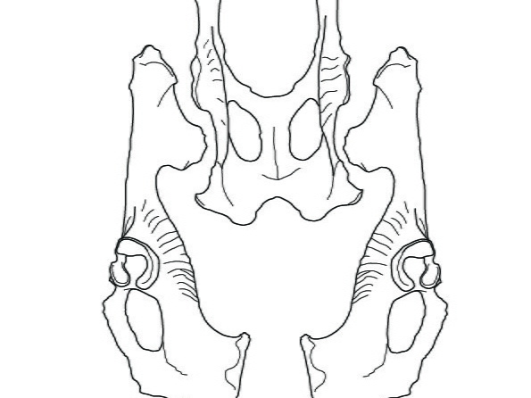 Pelvis (2298 visitas) Marie-Cécile Soulier, pour ArchéoZoo.org, 2024. Source : Pales, Léon & Lambert, Charles (1971). A... Pelvis