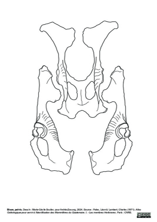 Pelvis
