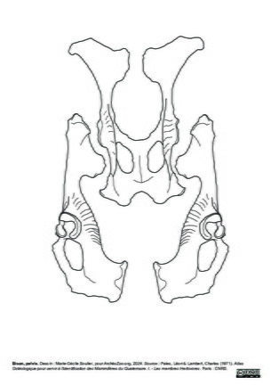Pelvis