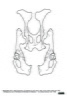 Pelvis
