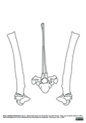 Thoracic vertebrae