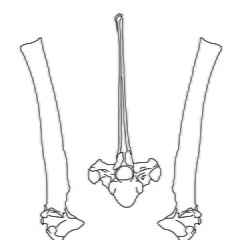 Thoracic vertebrae (2358 visits) Marie-Cécile Soulier, pour ArchéoZoo.org, 2024. Source : Pales, Léon & Garcia, Michel A. (1981). ... Thoracic vertebrae