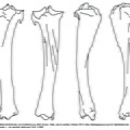 Tibia (2392 visites) Marie-Cécile Soulier, pour ArchéoZoo.org, 2024. Source : Pales, Léon & Lambert, Charles (1971). A... Tibia