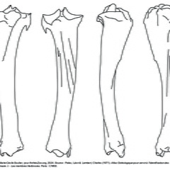 Tibia (2379 visites) Marie-Cécile Soulier, pour ArchéoZoo.org, 2024. Source : Pales, Léon & Lambert, Charles (1971). A... Tibia