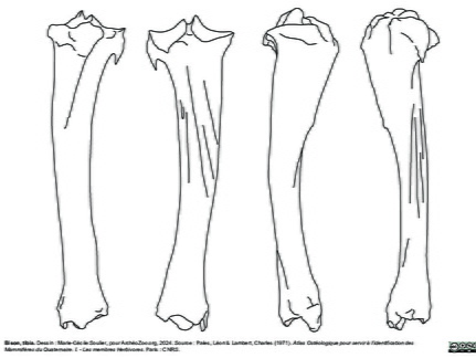 Tibia (2381 visites) Marie-Cécile Soulier, pour ArchéoZoo.org, 2024. Source : Pales, Léon & Lambert, Charles (1971). A... Tibia