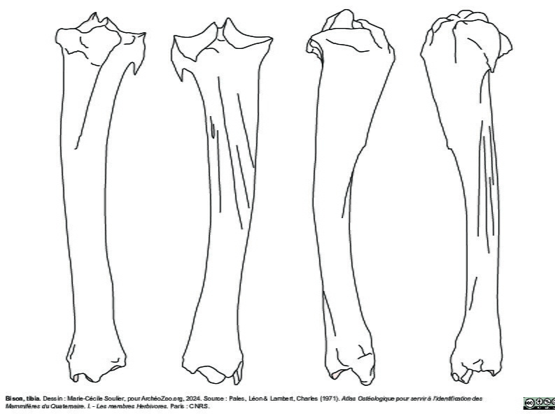 Tibia (2376 visitas) Marie-Cécile Soulier, pour ArchéoZoo.org, 2024. Source : Pales, Léon & Lambert, Charles (1971). A... Tibia