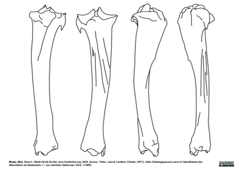 Tibia