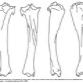 Bison_Tibia.pdf