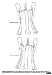 Radius et ulnas