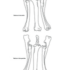 Radius et ulnas (2419 visites) Marie-Cécile Soulier, pour ArchéoZoo.org, 2024. Source : Pales, Léon & Lambert, Charles (1971). A... Radius et ulnas