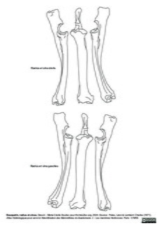 Radius et ulnas