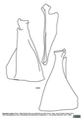 Scapula