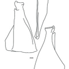 Scapula (2399 visites) Marie-Cécile Soulier, pour ArchéoZoo.org, 2024. Source : Pales, Léon & Lambert, Charles (1971). A... Scapula