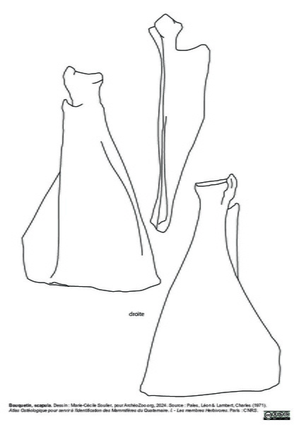 Scapula