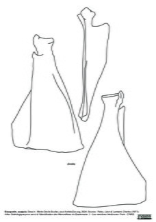 Scapula