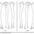 Tibia (2531 visites) Marie-Cécile Soulier, pour ArchéoZoo.org, 2024. Source : Pales, Léon & Lambert, Charles (1971). A... Tibia