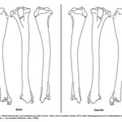 Tibia (2378 visites) Marie-Cécile Soulier, pour ArchéoZoo.org, 2024. Source : Pales, Léon & Lambert, Charles (1971). A... Tibia