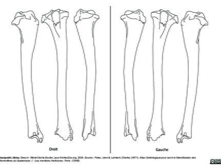 Tibia (2377 visites) Marie-Cécile Soulier, pour ArchéoZoo.org, 2024. Source : Pales, Léon & Lambert, Charles (1971). A... Tibia
