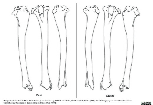 Tibia (2376 visites) Marie-Cécile Soulier, pour ArchéoZoo.org, 2024. Source : Pales, Léon & Lambert, Charles (1971). A... Tibia