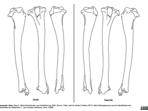 Tibia (2632 visites) Marie-Cécile Soulier, pour ArchéoZoo.org, 2024. Source : Pales, Léon & Lambert, Charles (1971). A... Tibia