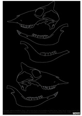 Crâne et mandibule