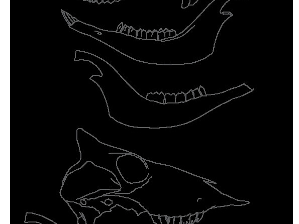 Crâne et mandibule (2723 visites) Marie-Cécile Soulier, pour ArchéoZoo.org, 2024. Source : Pales, Léon & Lambert, Charles (1971). A... Crâne et mandibule
