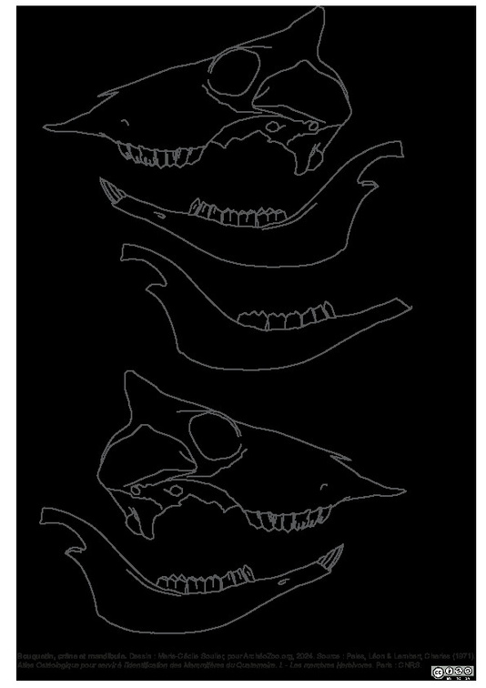 Crâne et mandibule