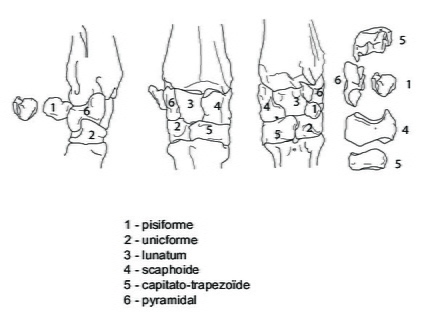 Os du carpe (4101 visites) Marie-Cécile Soulier, pour ArchéoZoo.org, 2024. Source : Pales, Léon & Garcia, Michel A. (1981). ... Os du carpe