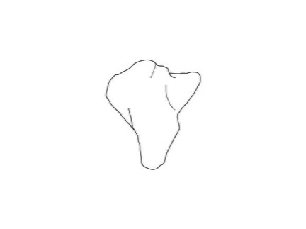 Patella (3866 visites) Marie-Cécile Soulier, pour ArchéoZoo.org, 2024. Source : Pales, Léon & Garcia, Michel A. (1981). ... Patella