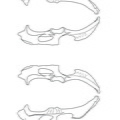 Pelvis (3771 visites) Marie-Cécile Soulier, pour ArchéoZoo.org, 2024. Source : Pales, Léon & Lambert, Charles (1971). A... Pelvis
