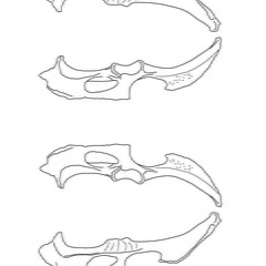 Pelvis
