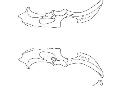 Pelvis (3762 visites) Marie-Cécile Soulier, pour ArchéoZoo.org, 2024. Source : Pales, Léon & Lambert, Charles (1971). A... Pelvis
