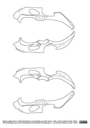 Pelvis