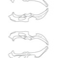 Cervus_pelvis.pdf