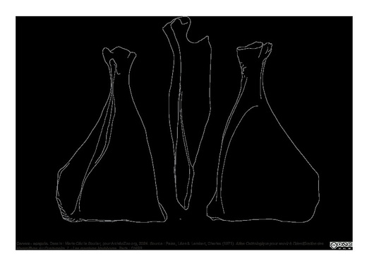 Scapula (4025 visites) Marie-Cécile Soulier, pour ArchéoZoo.org, 2024. Source : Pales, Léon & Lambert, Charles (1971). A... Scapula