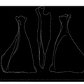 Cervus_scapula.pdf