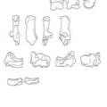 Cervus_tarse.pdf
