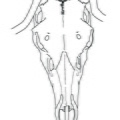 Crâne (4116 visites) Marie-Cécile Soulier, pour ArchéoZoo.org, 2024. Source : Pales, Léon & Garcia, Michel A. (1981). ... Crâne