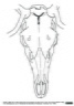 Crâne