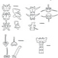 Vertèbres et sacrum (4045 visites) Marie-Cécile Soulier, pour ArchéoZoo.org, 2024. Source : Pales, Léon & Garcia, Michel A. (1981). ... Vertèbres et sacrum