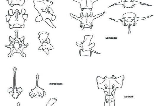 Vertèbres et sacrum (4035 visites) Marie-Cécile Soulier, pour ArchéoZoo.org, 2024. Source : Pales, Léon & Garcia, Michel A. (1981). ... Vertèbres et sacrum