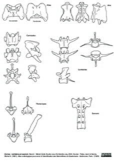Vertèbres et sacrum