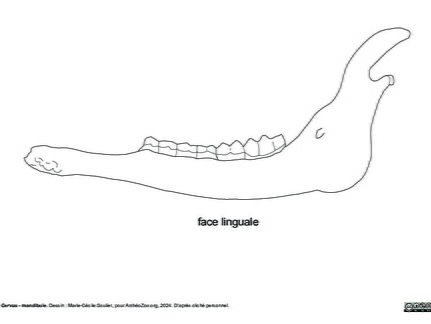 Mandibule (3835 visites) Marie-Cécile Soulier, pour ArchéoZoo.org, 2024. Source : Pales, Léon & Garcia, Michel A. (1981). ... Mandibule