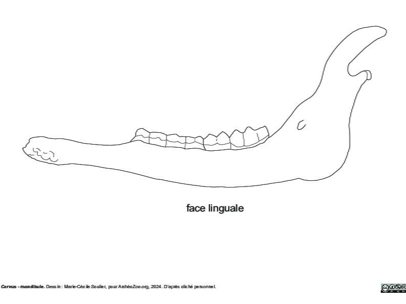 Mandibule (3829 visites) Marie-Cécile Soulier, pour ArchéoZoo.org, 2024. Source : Pales, Léon & Garcia, Michel A. (1981). ... Mandibule