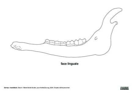 Mandibule
