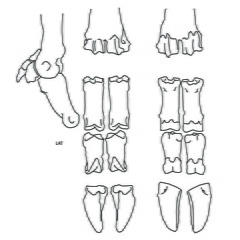 Bas de pattes (5093 visites) Marie-Cécile Soulier, pour ArchéoZoo.org, 2024. Source : Pales, Léon & Garcia, Michel A. (1981). ... Bas de pattes