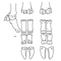 Cervus_bas_de_patte.pdf