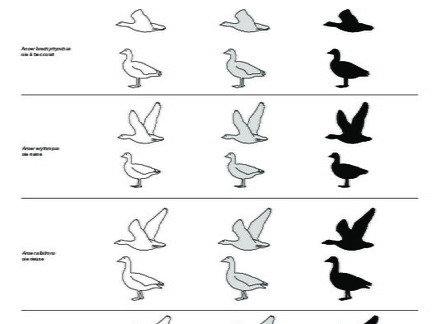 Oies (2806 visites) Anser fabalis (oie des moissons), Anser brachyrhynchus (oie à bec court), Anser erythropus (oie nai... Oies